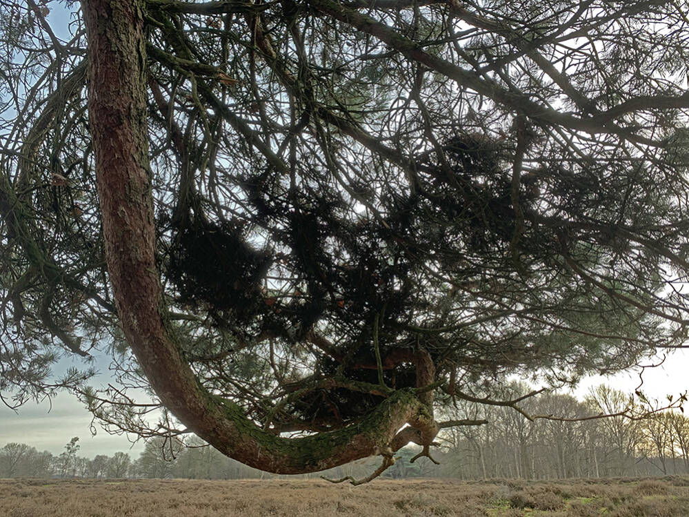 Grove den
