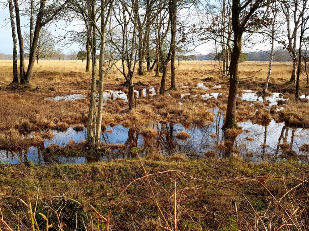 Plassen