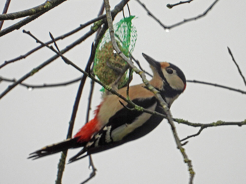 Grote bonte specht
