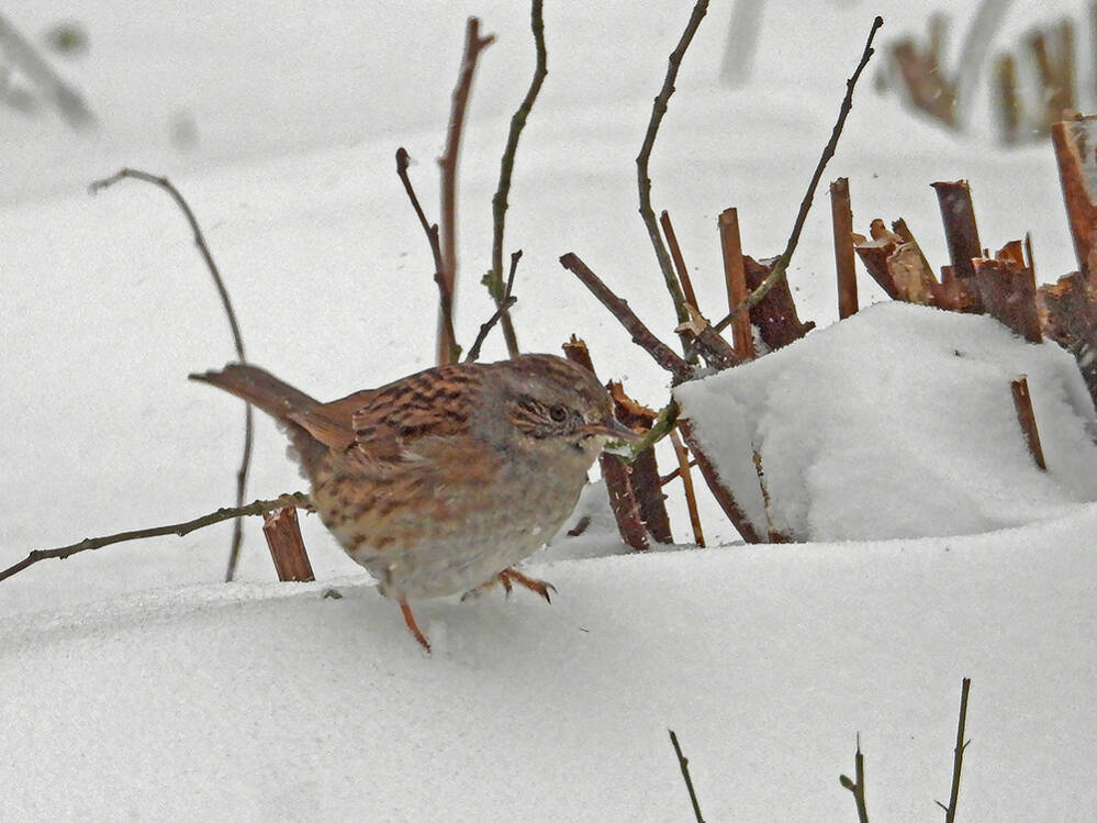 Heggenmus
