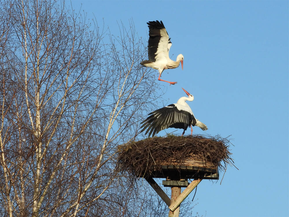 Gevecht om het nest