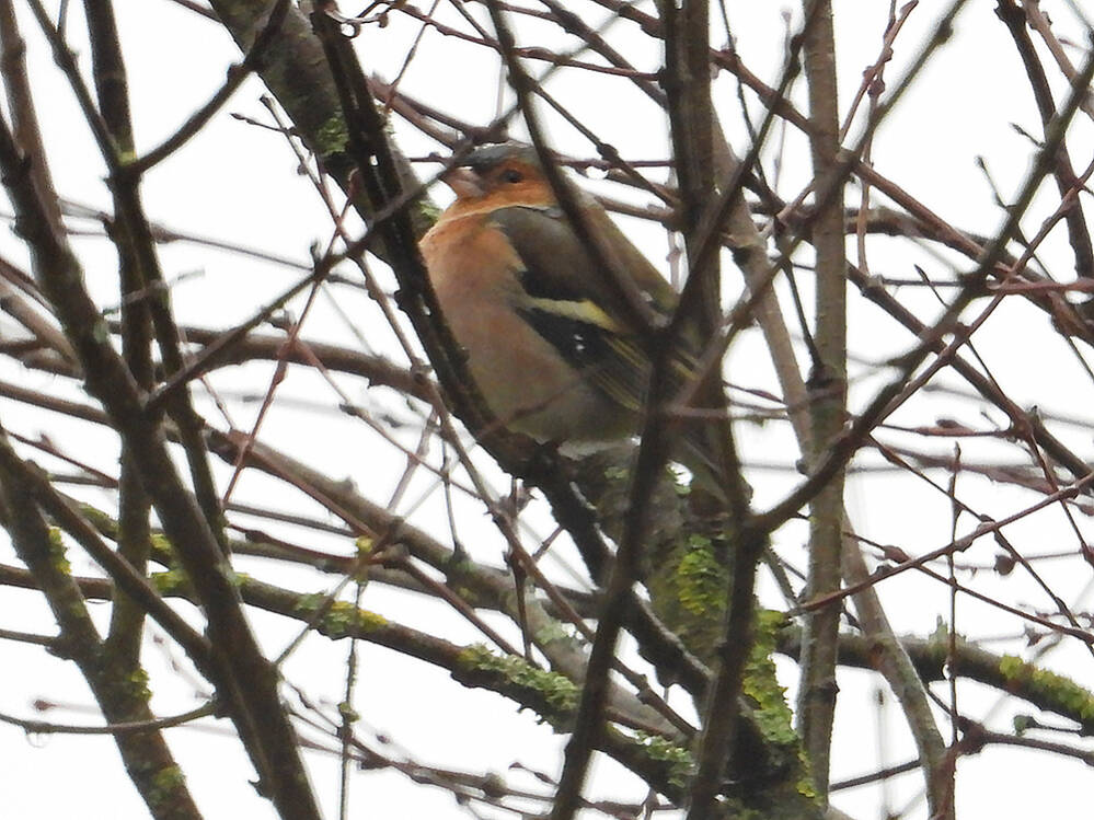 Stille vink