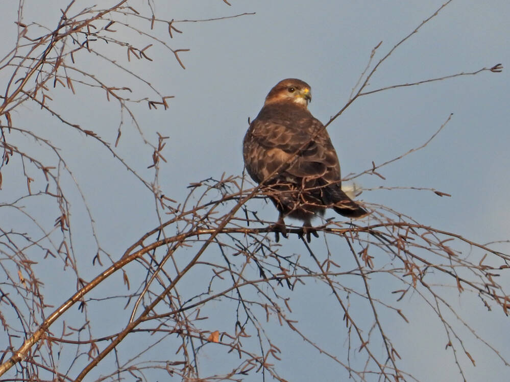 Buizerd en berk