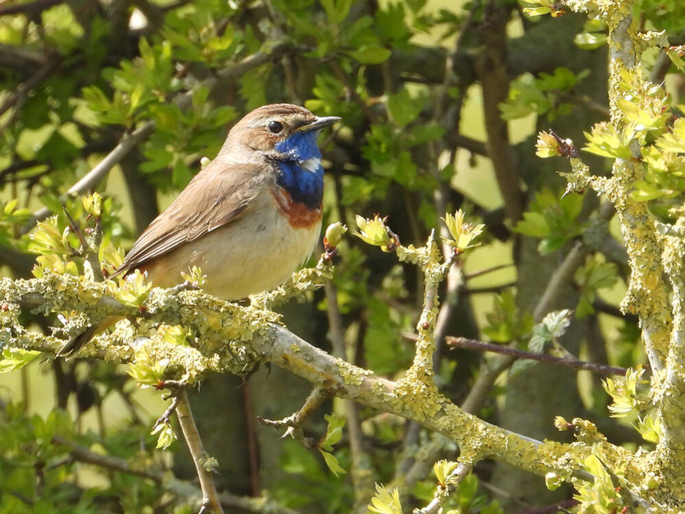 Blauwborst