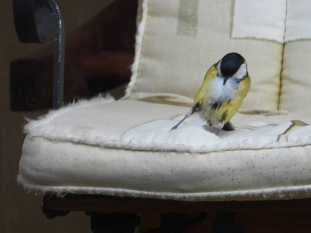 Nestmateriaal