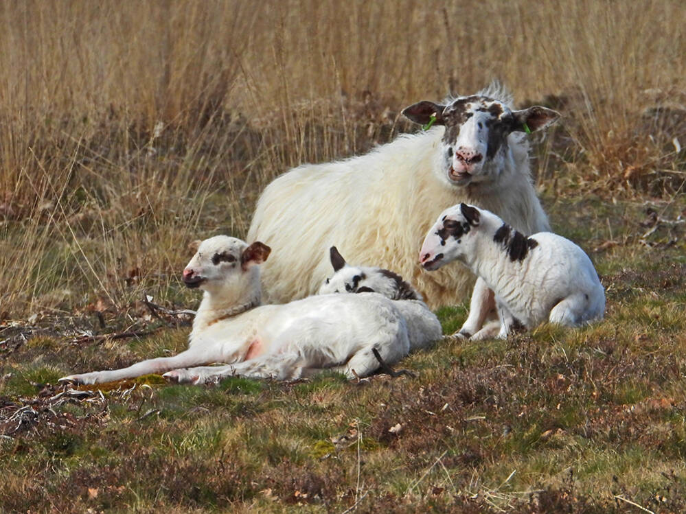 Lammetjesdag