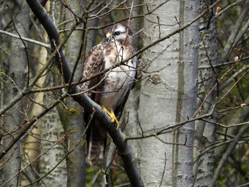 Buizerd