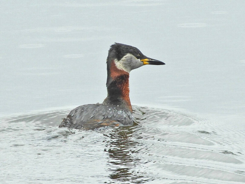 Roodhalsfuut