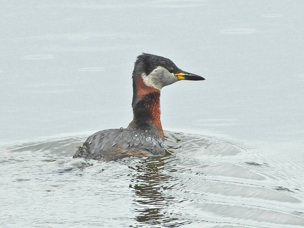 Roodhalsfuut
