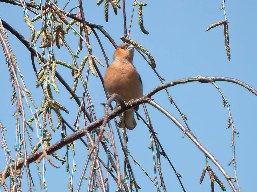 Vink