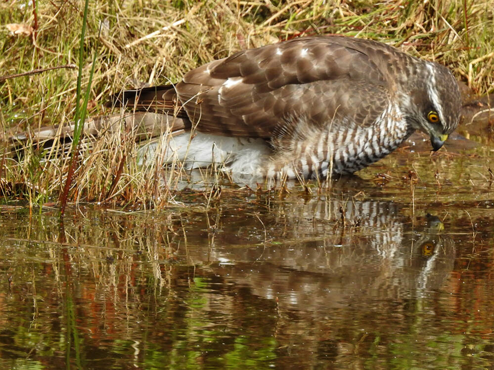 Spiegelbeeld