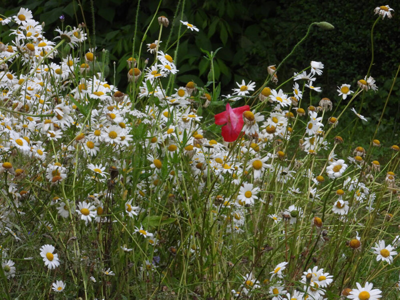 Margrieten