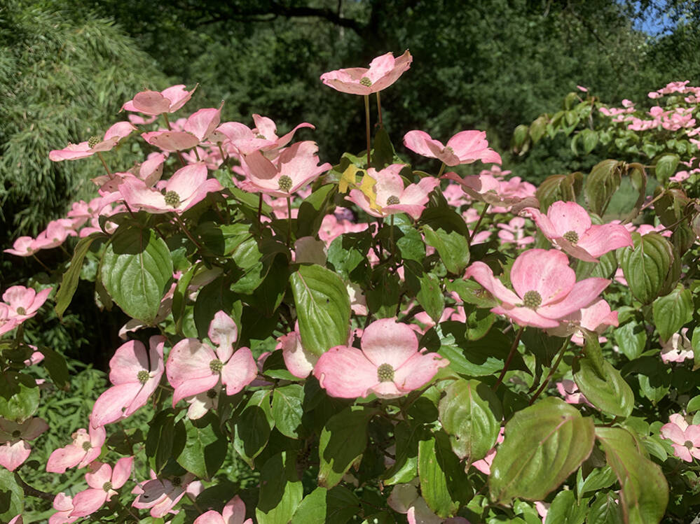 Cornus Kousa