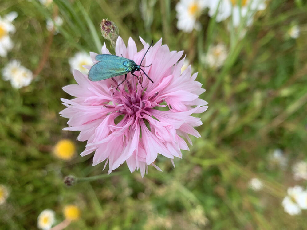 Korenbloem met?