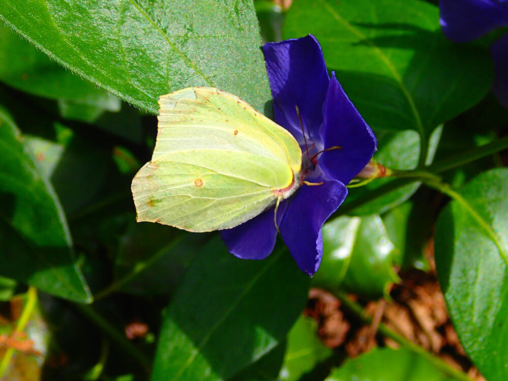 Groen, geel en blauw