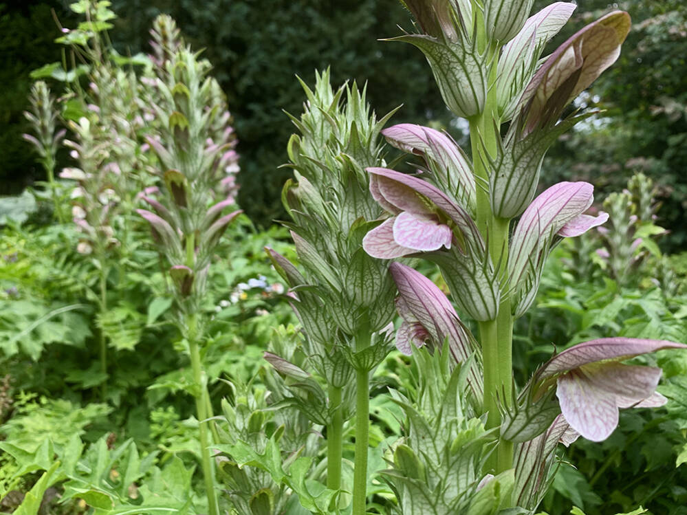 Acanthus
