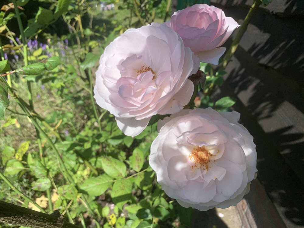 Rozen