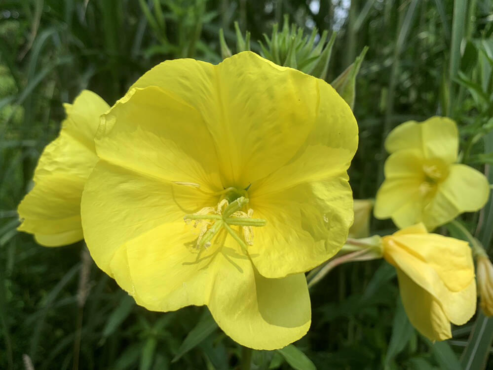 Teunisbloem