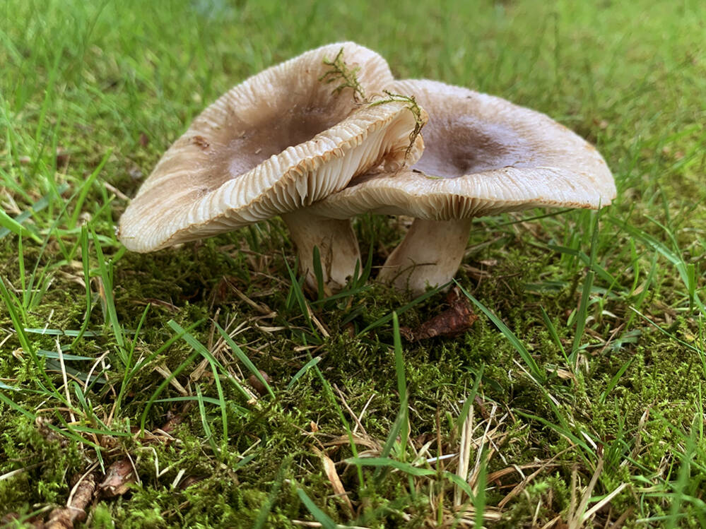 Druifrussula