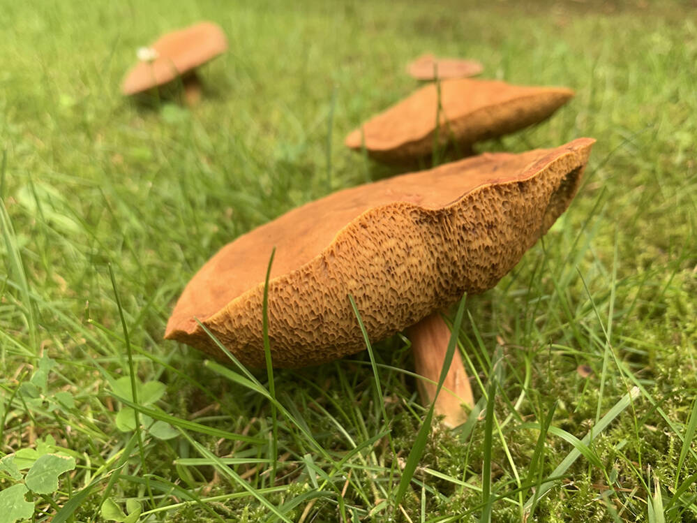 Nu al paddestoelen?