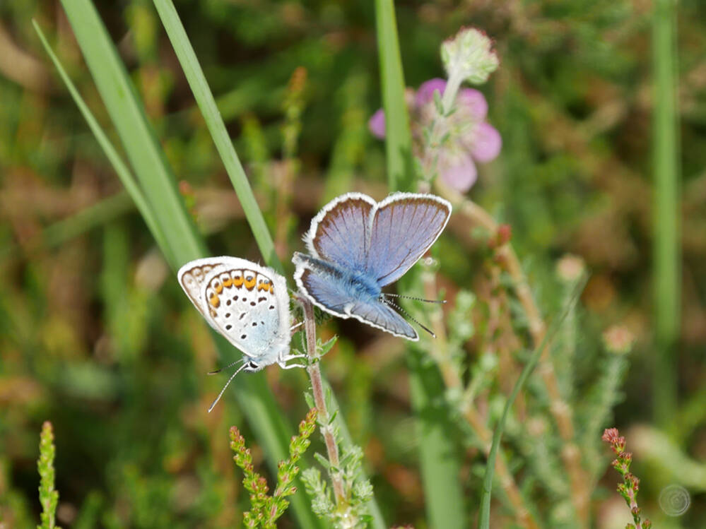 Echtpaar blauwtjes