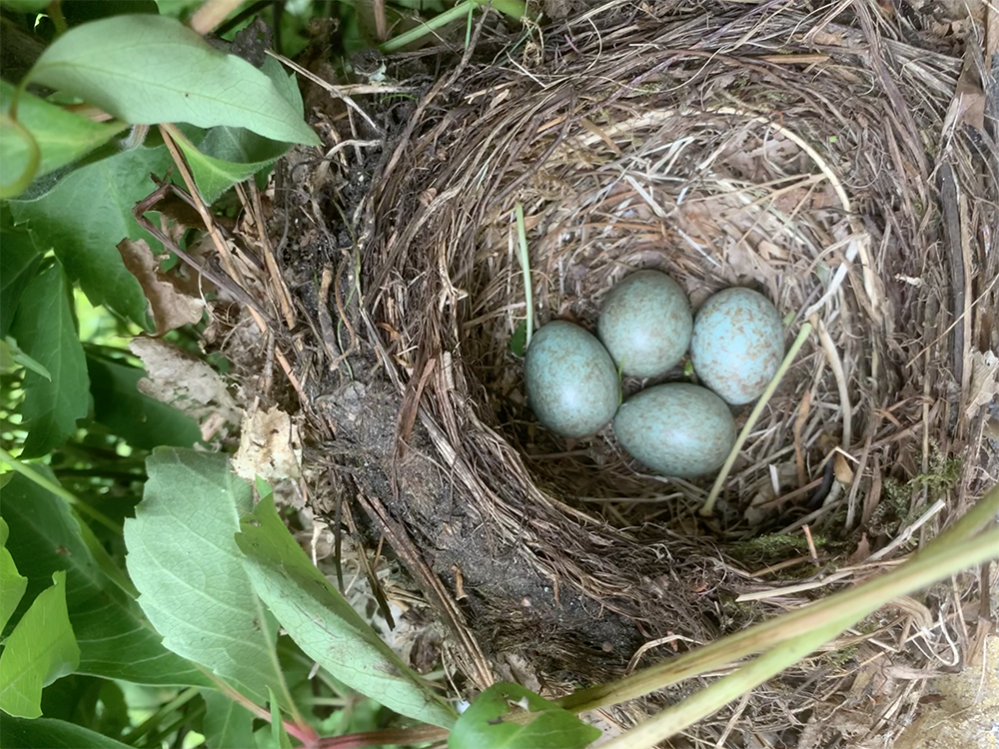 Nog een nest
