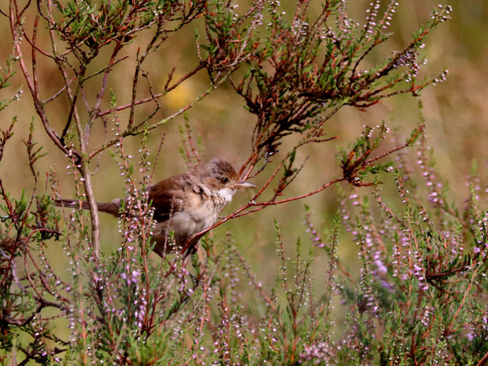 De heide bloeit