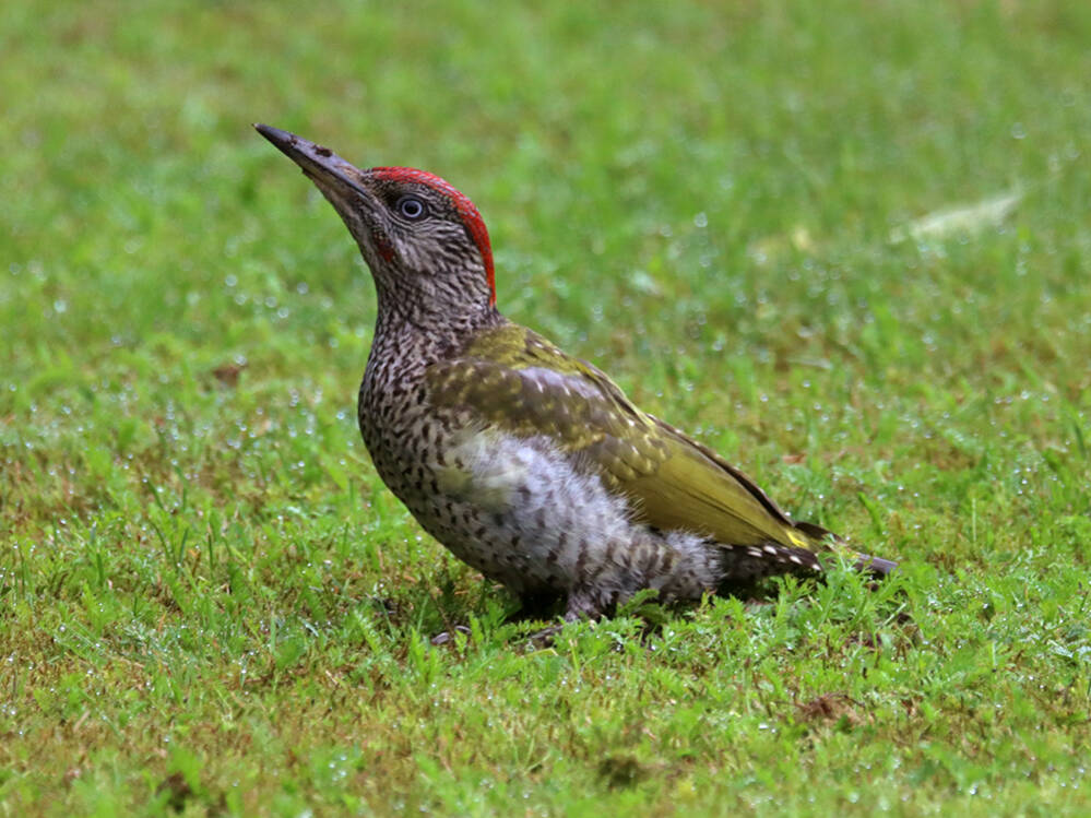 Groene specht