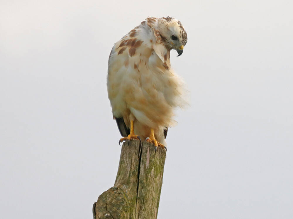 Blonde Buizerd