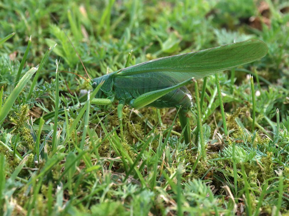 Grote groene sabelsprinkhaan