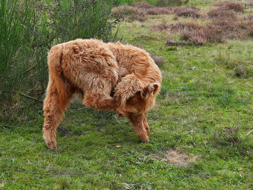 Lenig