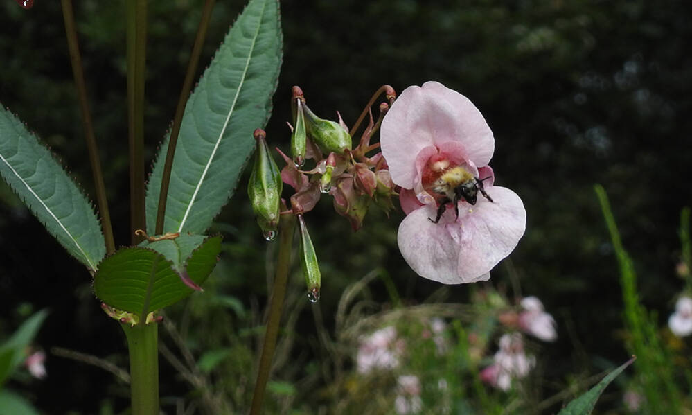 Nectar