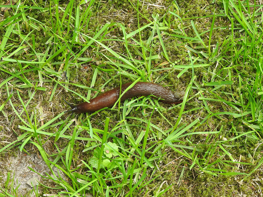 Slijmerd