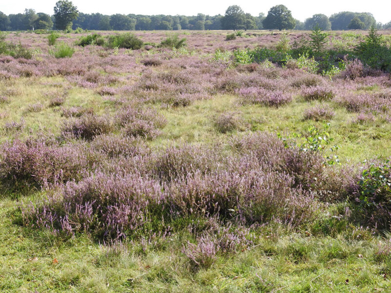 Heide