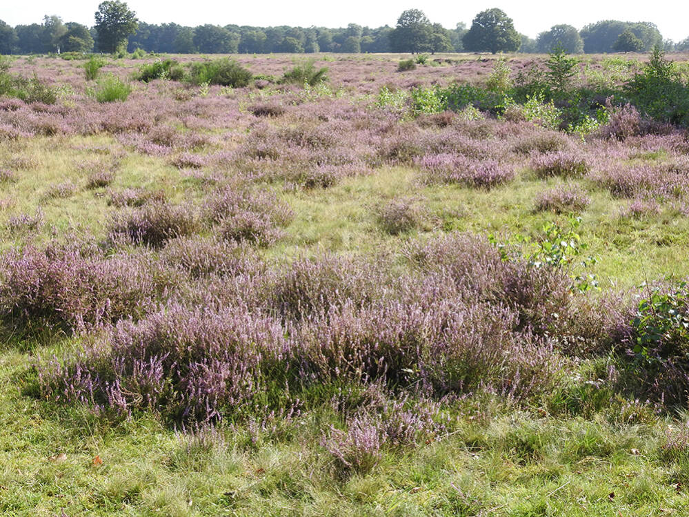 Heide