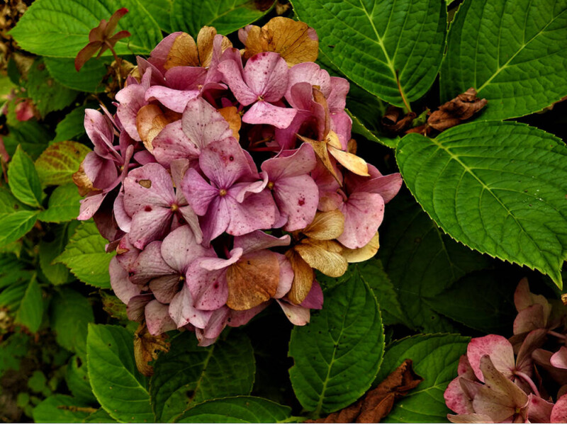 Hortensia