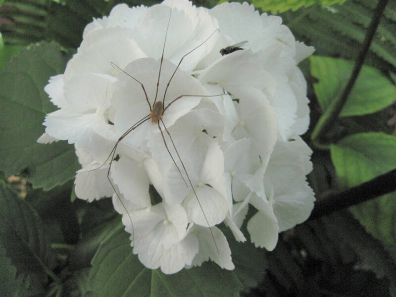 Bloembed