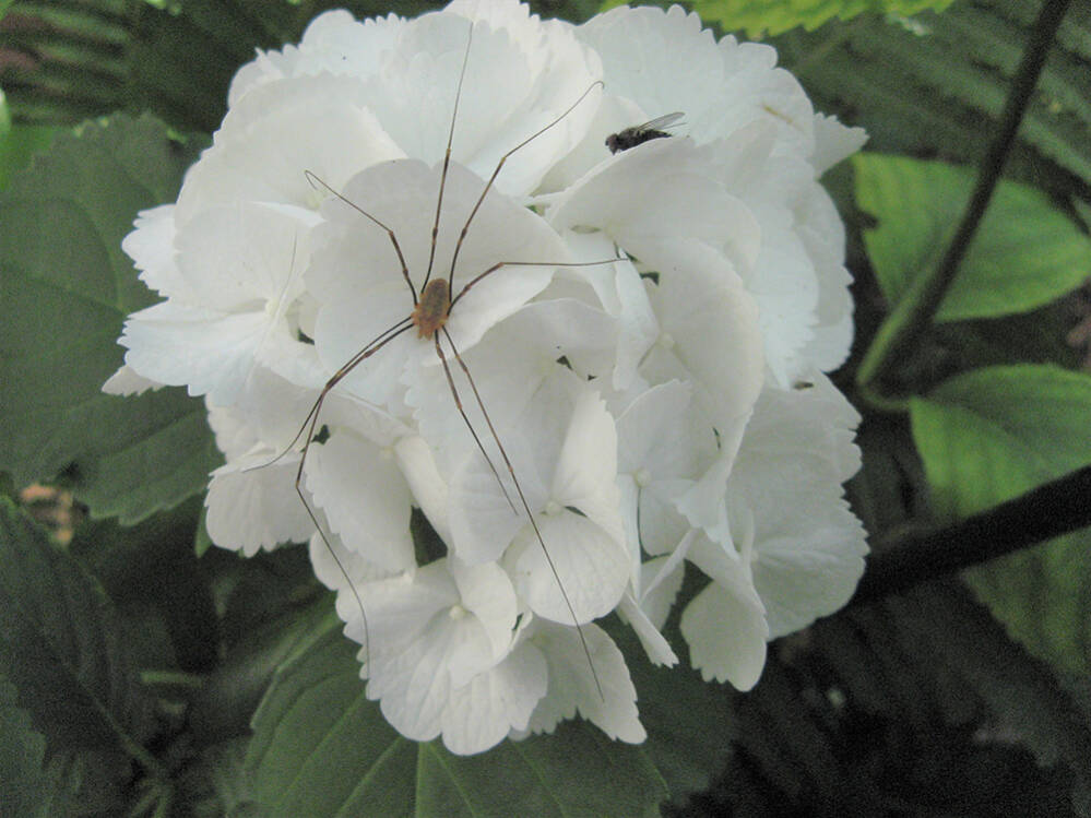 Bloembed