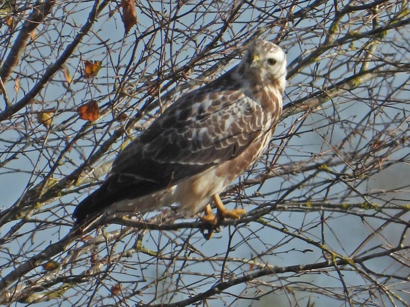 Buizerd
