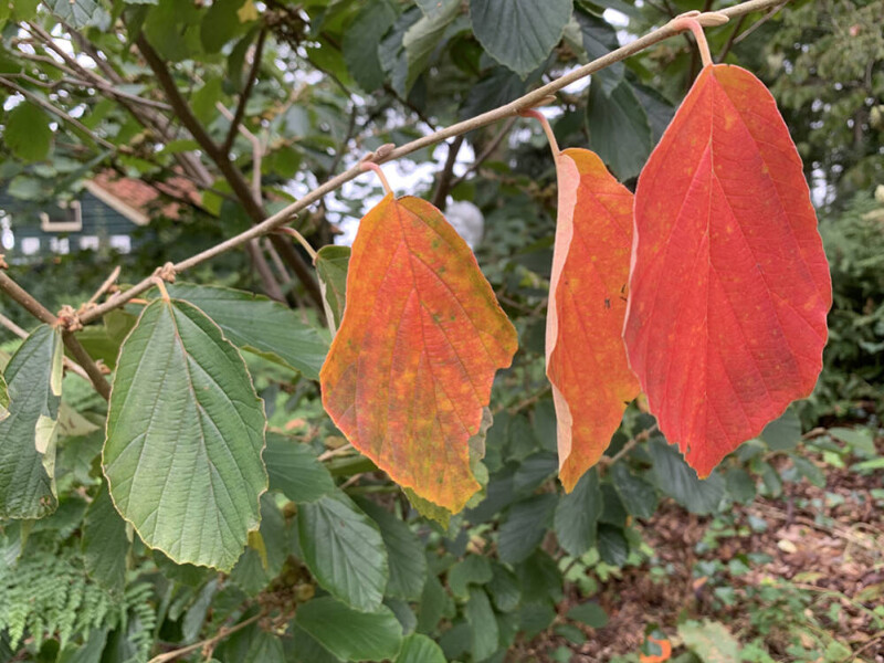 Herfst