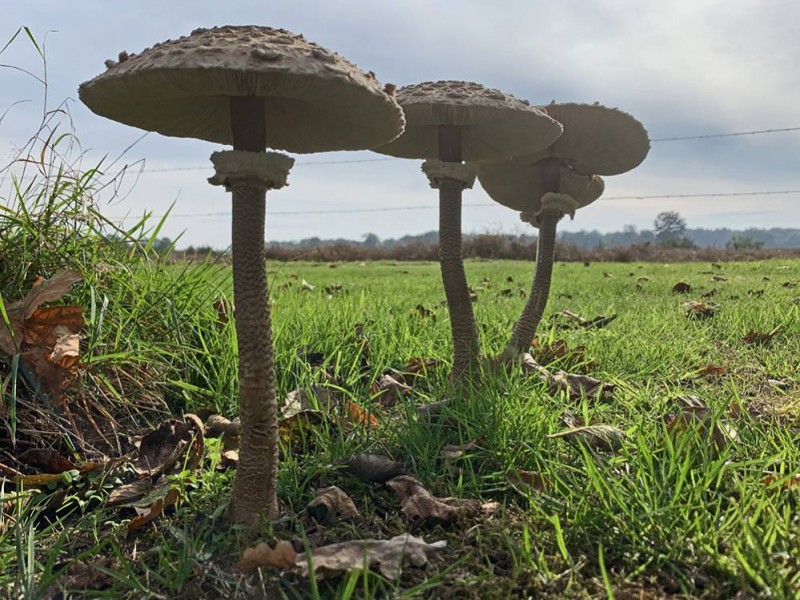 Onder de pruimenboom