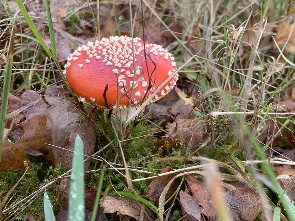 Rood met