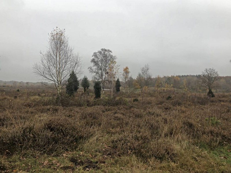Grauwe heide