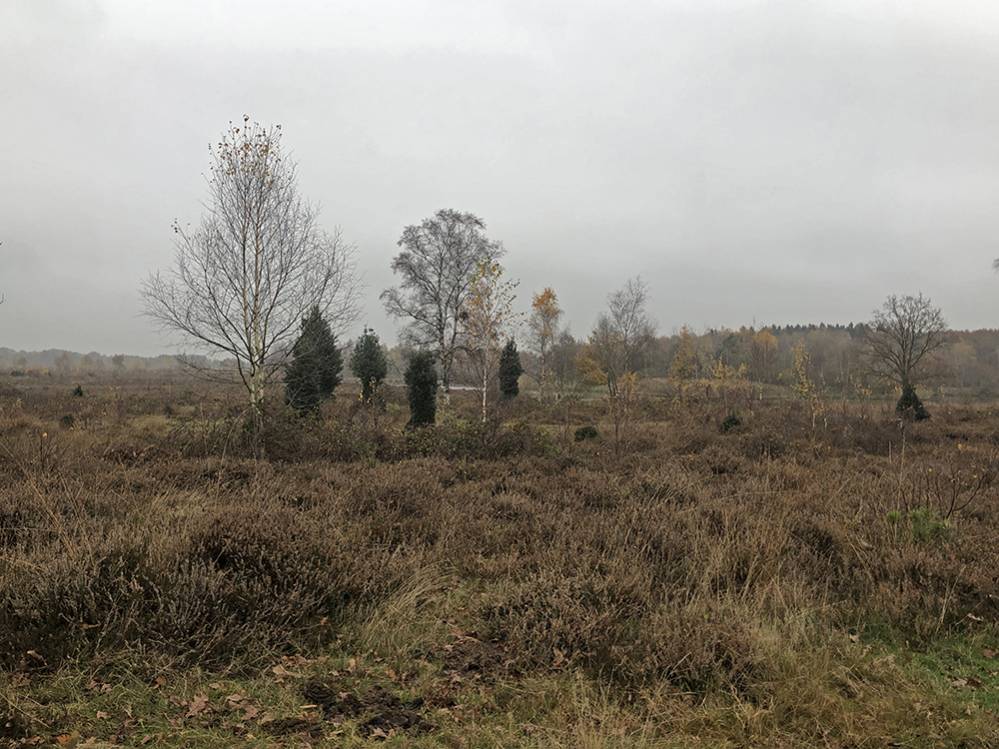 Grauwe heide