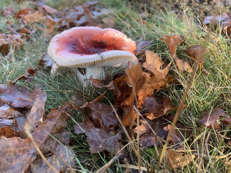 Russula