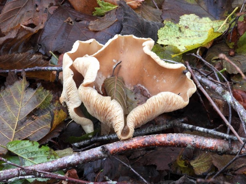 Roodbruine schijnridder