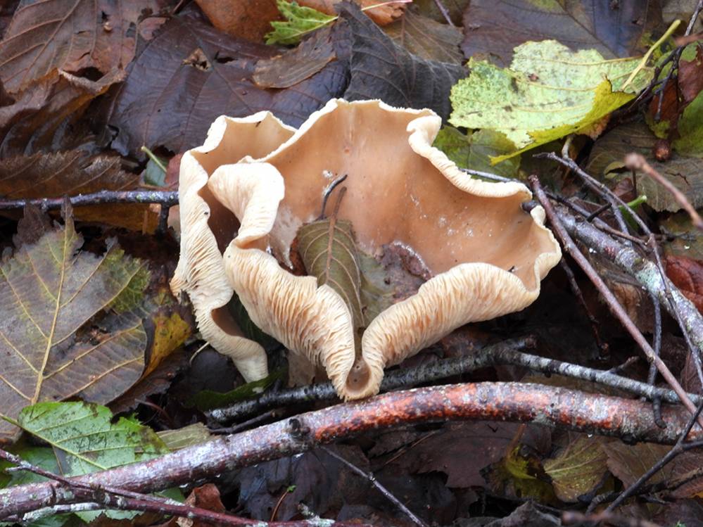 Roodbruine schijnridder