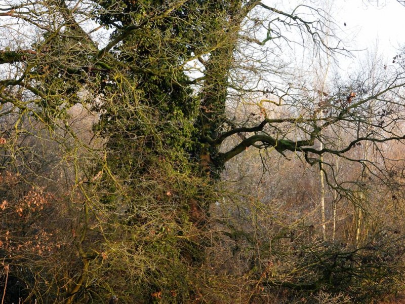 Weelderig