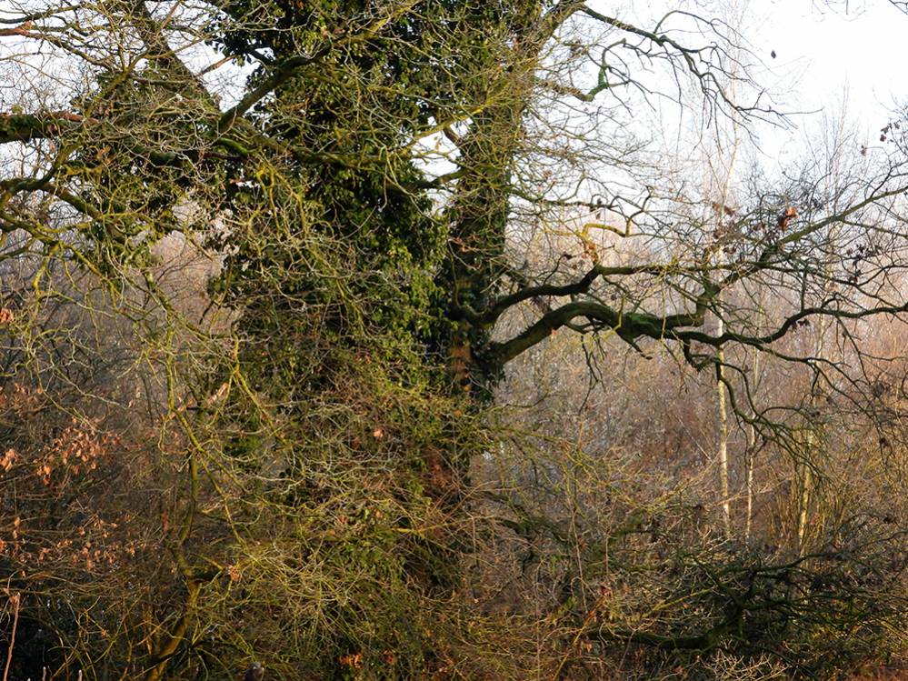 Weelderig