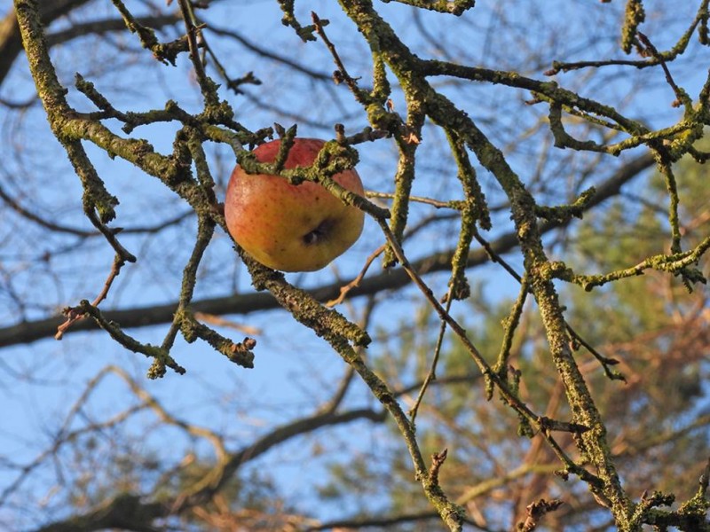 Laatste appel